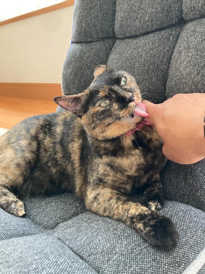 【愛猫トラ子】私の実家で家族一緒に猫ライフ満喫中