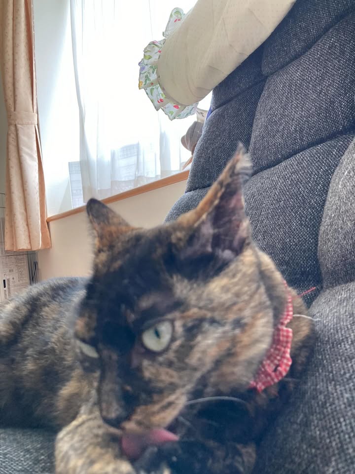 【愛猫トラ子】私の実家で家族一緒に猫ライフ満喫中