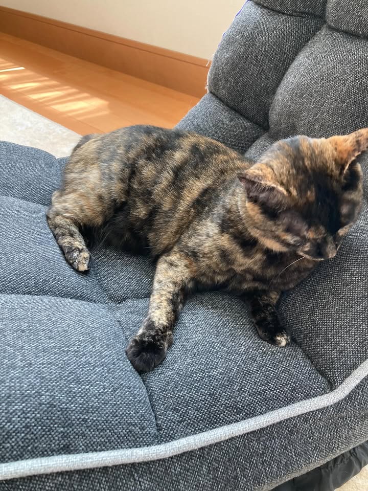 【愛猫トラ子】私の実家で家族一緒に猫ライフ満喫中