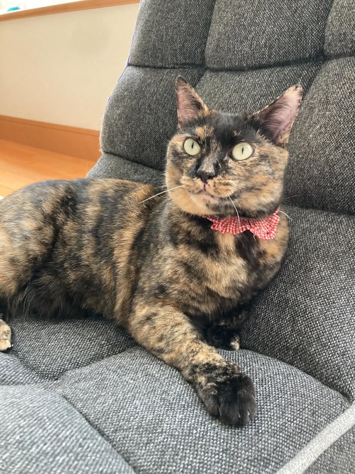 【愛猫トラ子】私の実家で家族一緒に猫ライフ満喫中