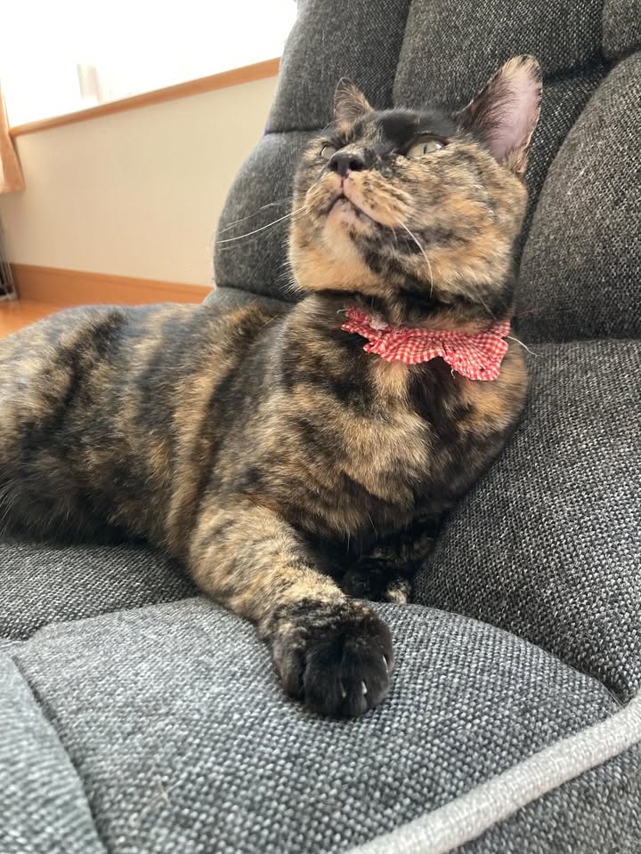 【愛猫トラ子】私の実家で家族一緒に猫ライフ満喫中