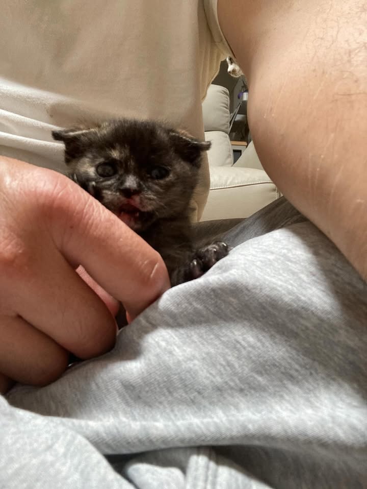 【愛猫トラ子】私の実家で家族一緒に猫ライフ満喫中