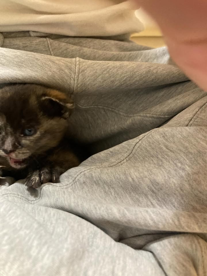 【愛猫トラ子】私の実家で家族一緒に猫ライフ満喫中