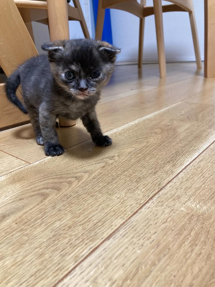 【愛猫トラ子】私の実家で家族一緒に猫ライフ満喫中