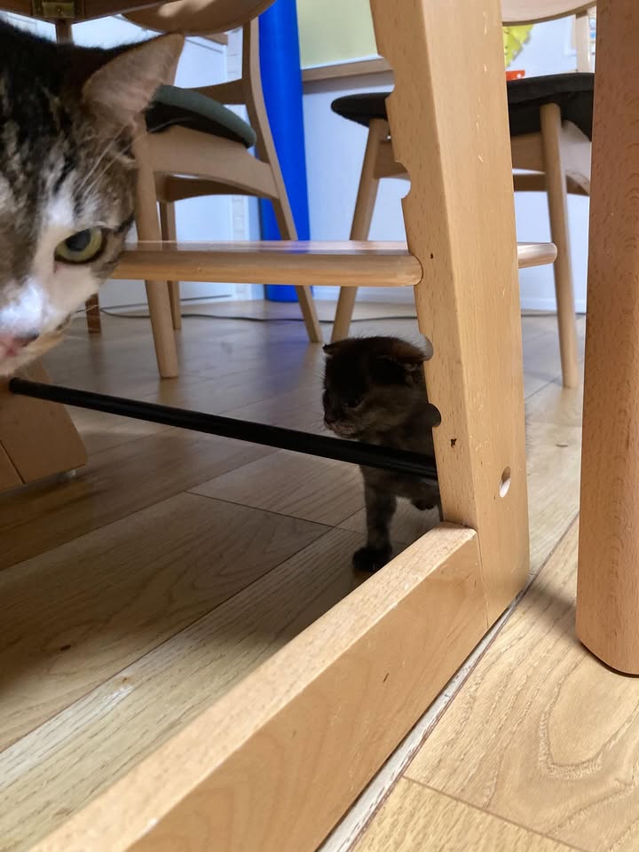 【愛猫トラ子】私の実家で家族一緒に猫ライフ満喫中