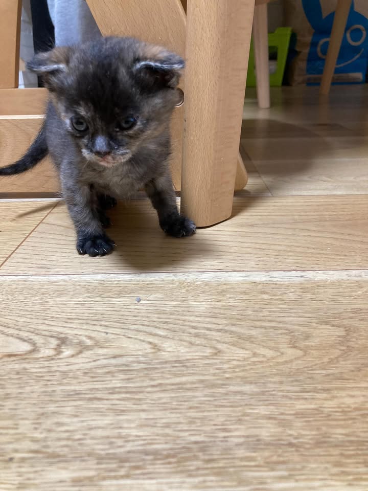 【愛猫トラ子】私の実家で家族一緒に猫ライフ満喫中