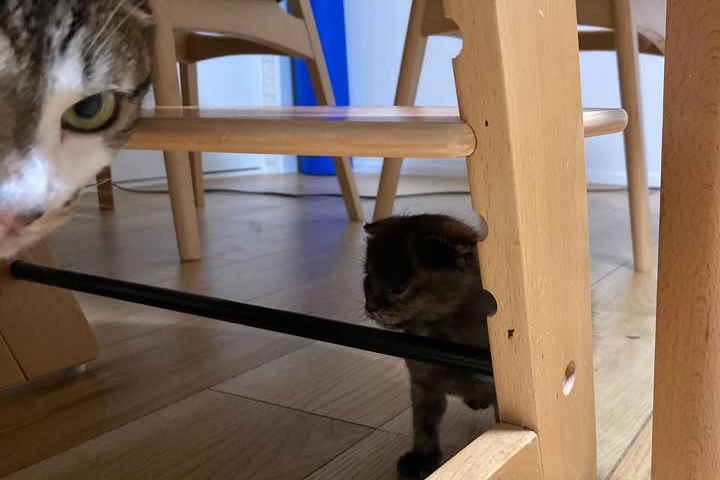 【愛猫トラ子】私の実家で家族一緒に猫ライフ満喫中