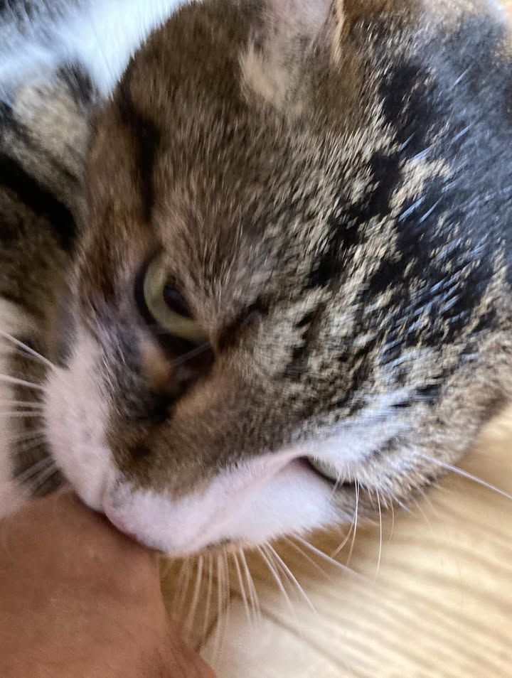 機嫌を取りながら苦手な耳そうじ