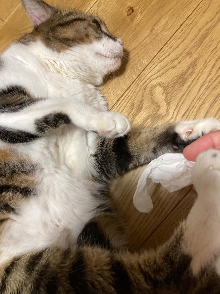 機嫌を取りながら苦手な耳そうじ