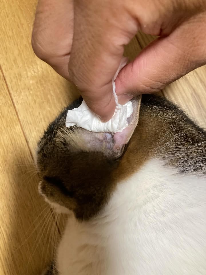 機嫌を取りながら苦手な耳そうじ