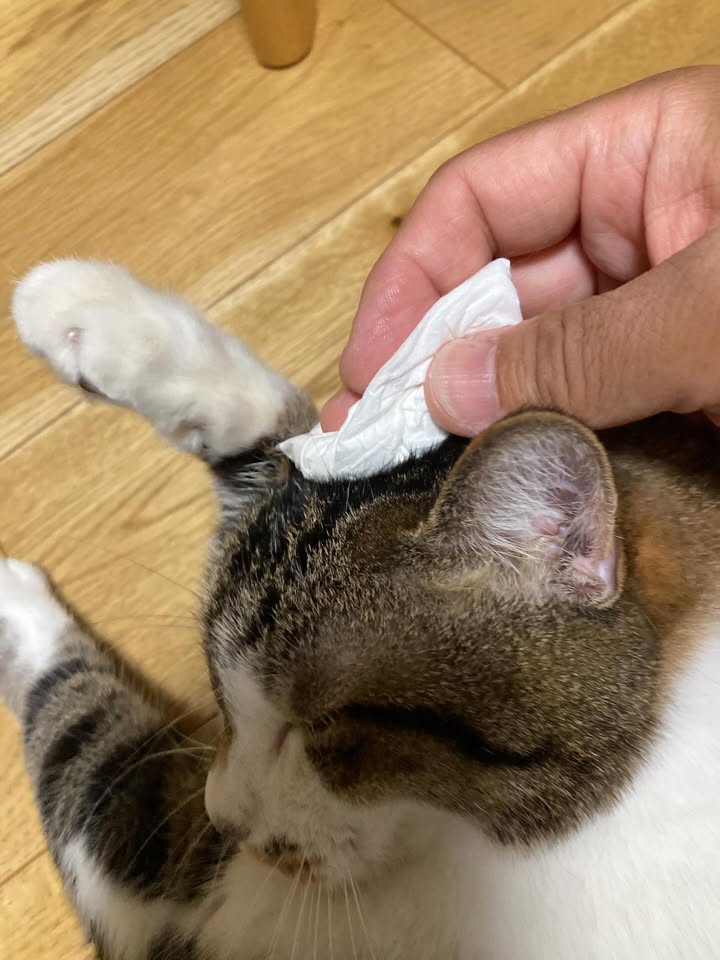 機嫌を取りながら苦手な耳そうじ