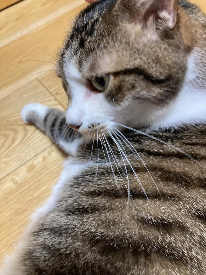 機嫌を取りながら苦手な耳そうじ