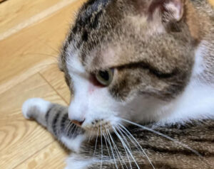 機嫌を取りながら苦手な耳そうじ