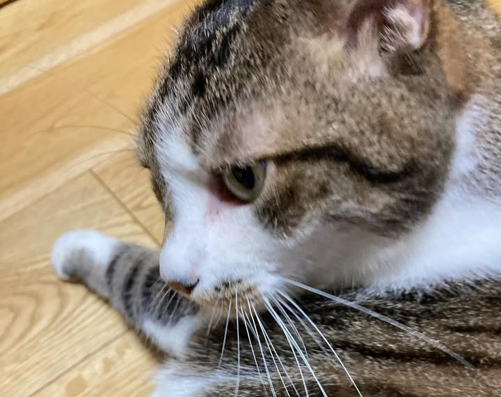 機嫌を取りながら苦手な耳そうじ