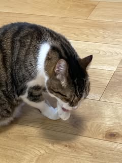 家族の願いは愛猫の長生き