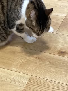 家族の願いは愛猫の長生き