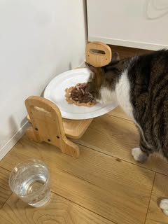家族の願いは愛猫の長生き