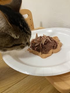 家族の願いは愛猫の長生き
