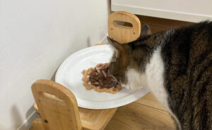 家族の願いは愛猫の長生き