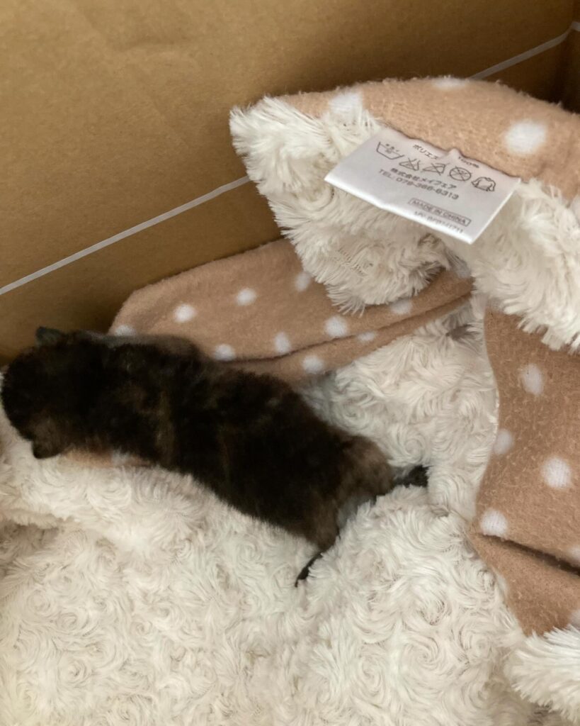 【子猫保護】休日の土場にて子猫発見、連れて帰ることに。