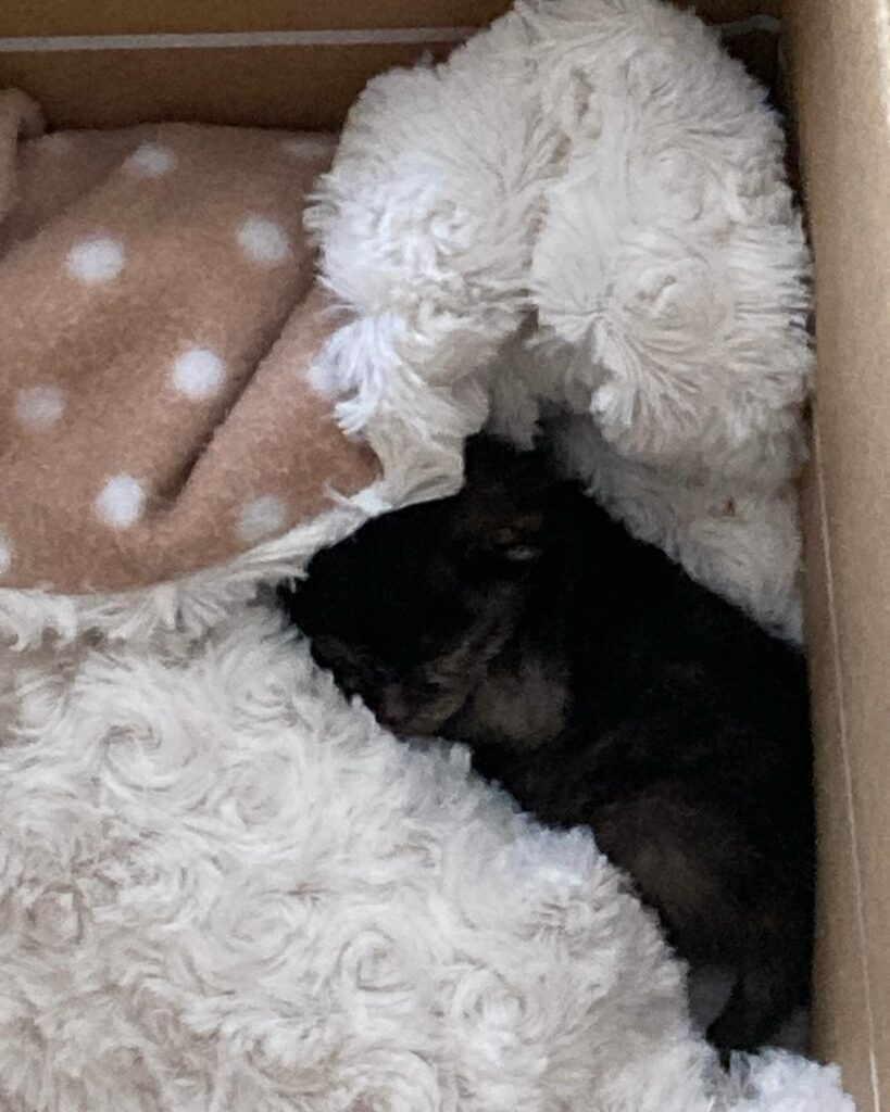 【子猫保護】休日の土場にて子猫発見、連れて帰ることに。