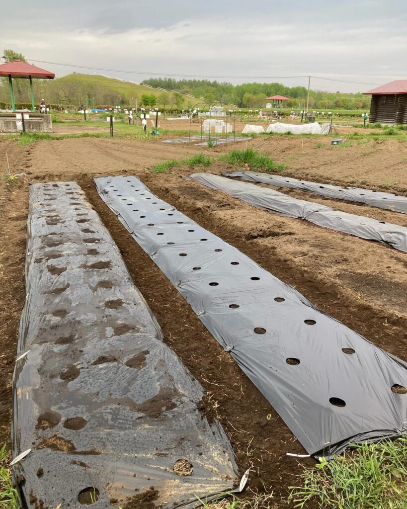 畑いじりは休日の密かな楽しみです