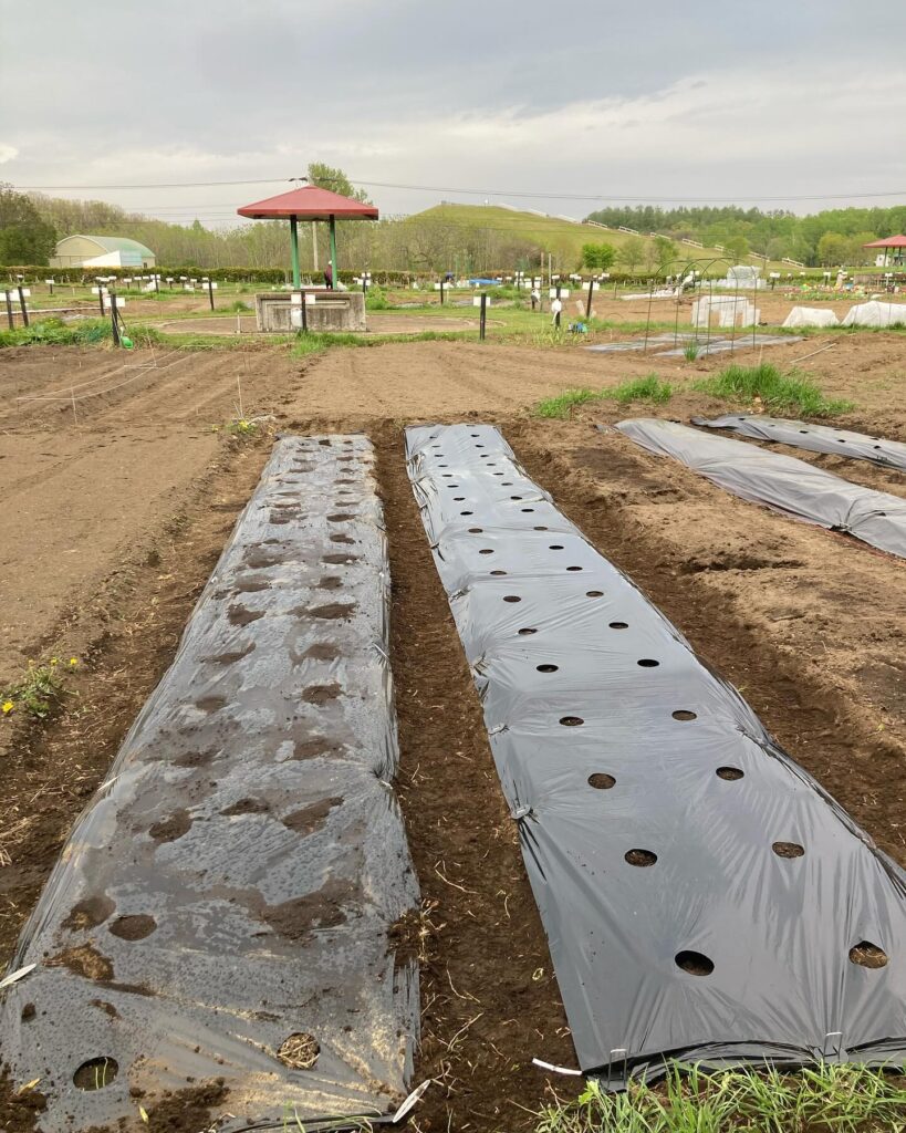 畑いじりは休日の密かな楽しみです