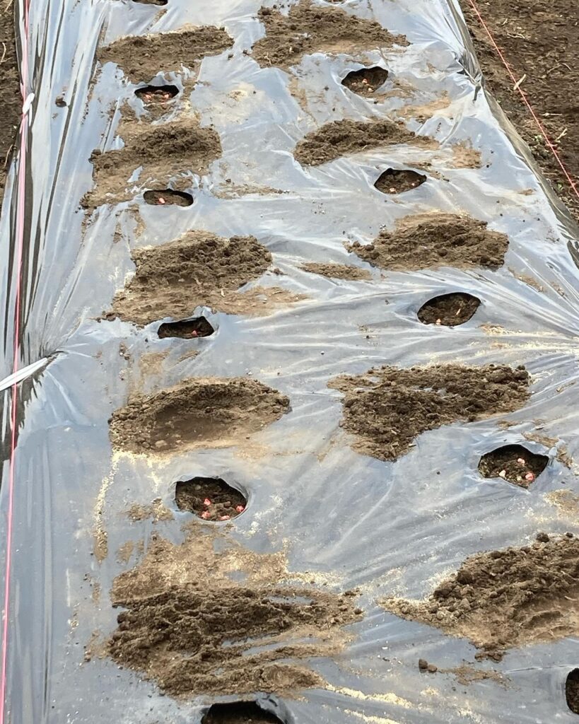 畑いじりは休日の密かな楽しみです