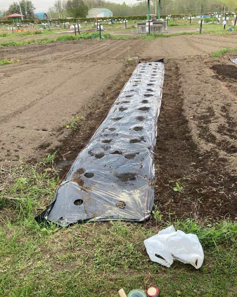 畑いじりは休日の密かな楽しみです