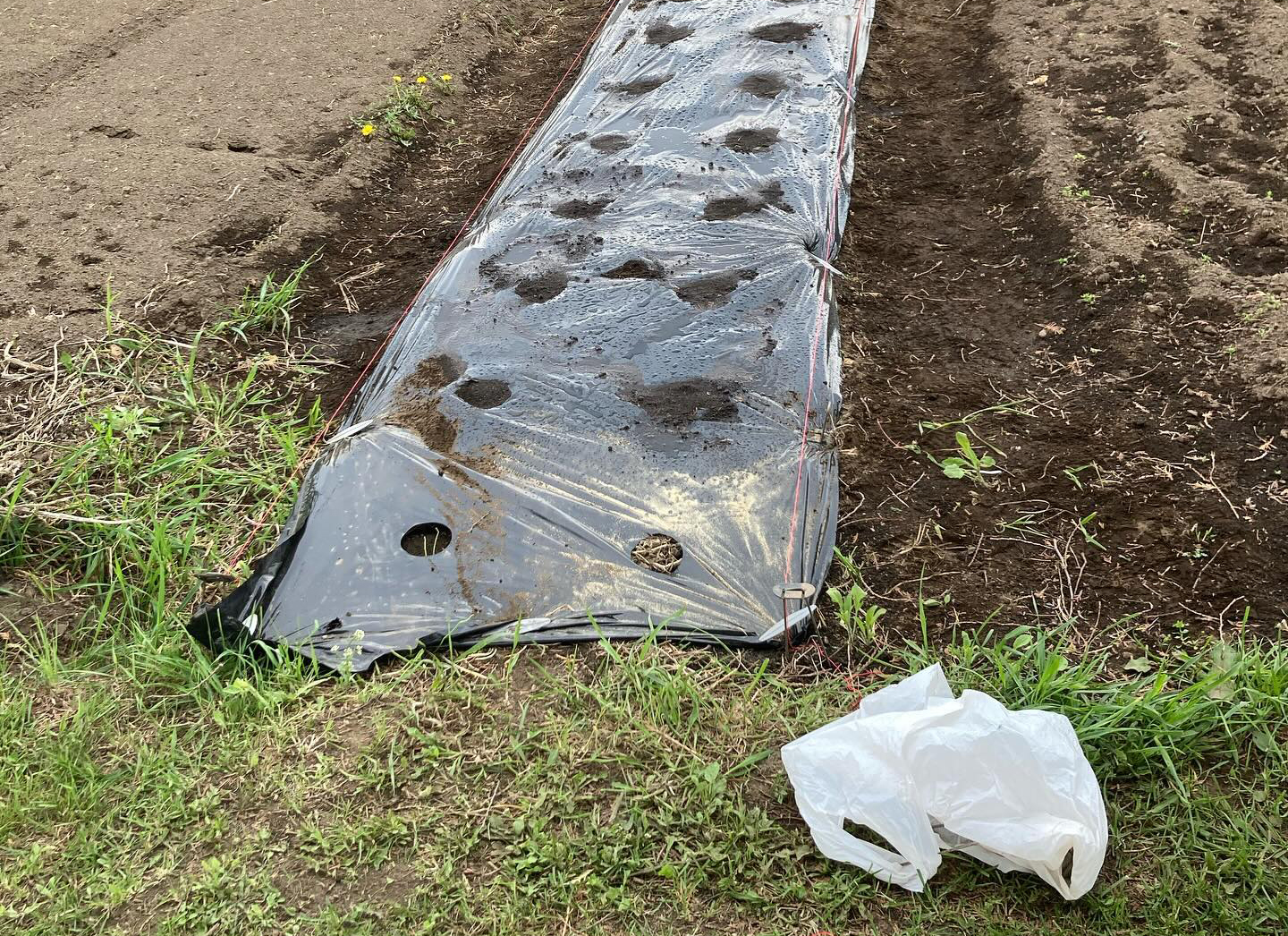 畑いじりは休日の密かな楽しみです