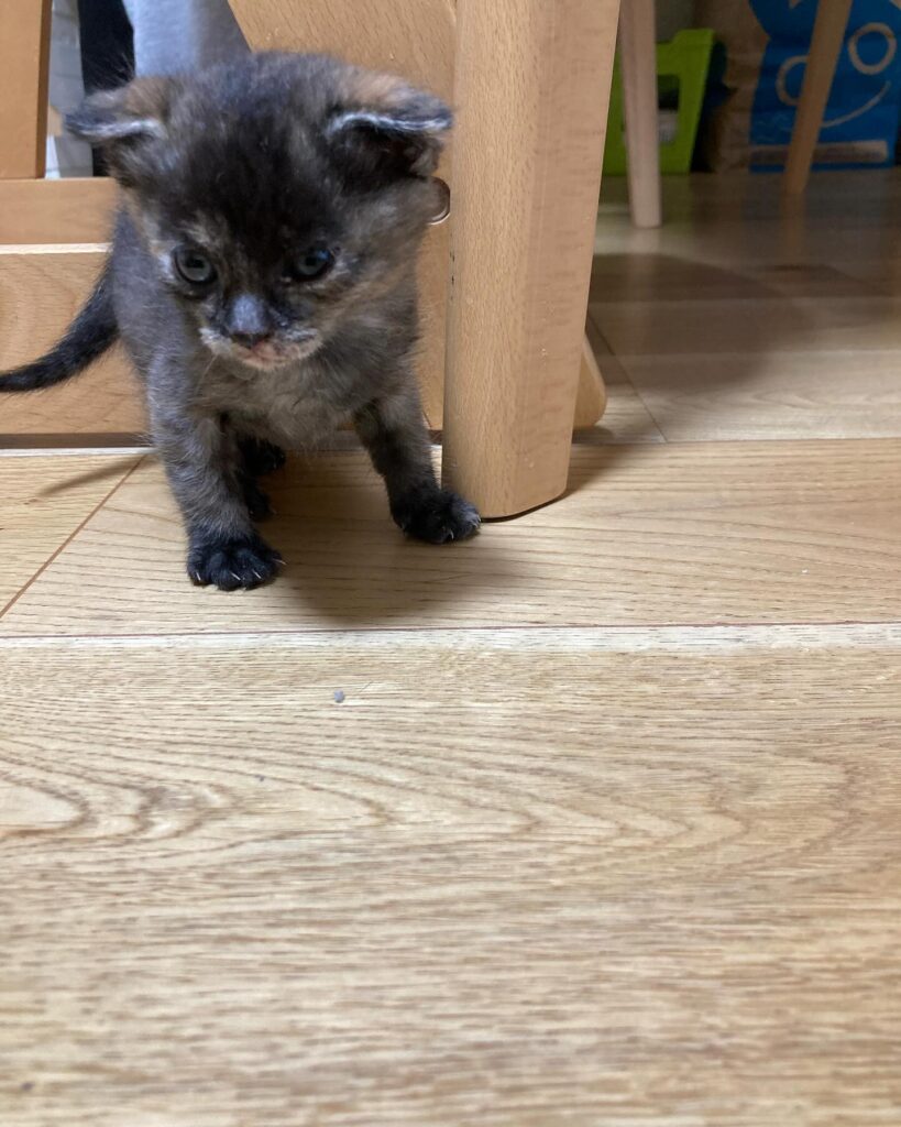 【愛猫三男】子猫が家族になりました