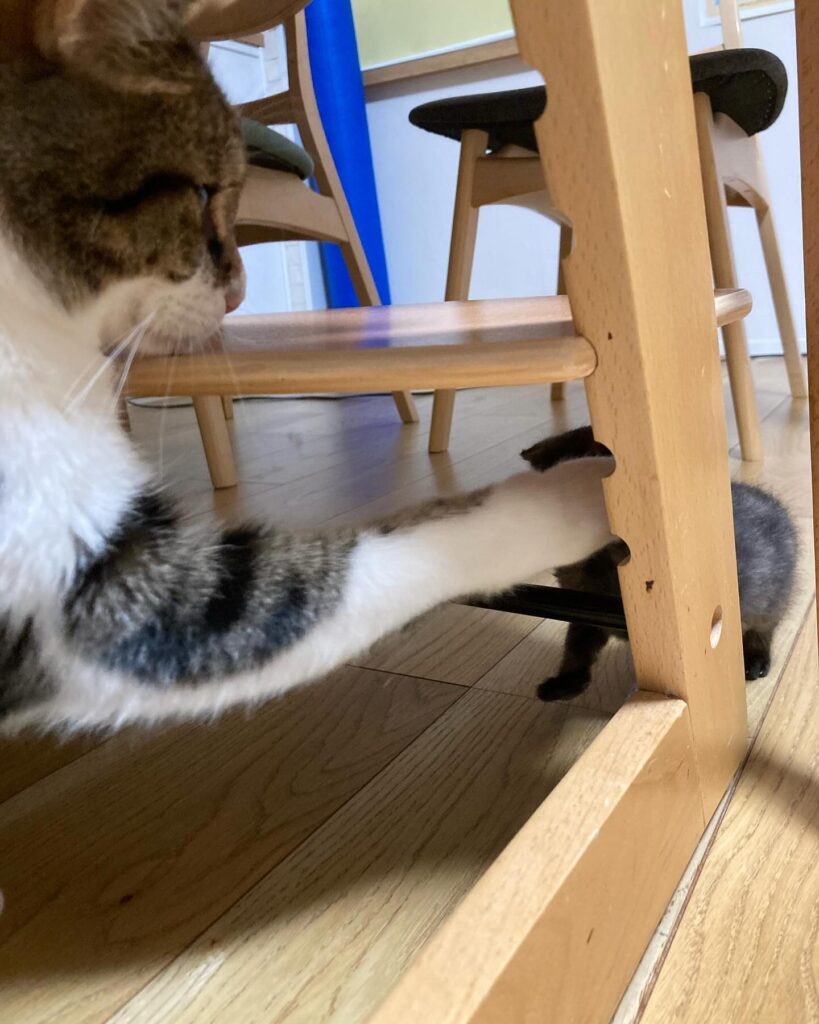 【愛猫三男】子猫が家族になりました