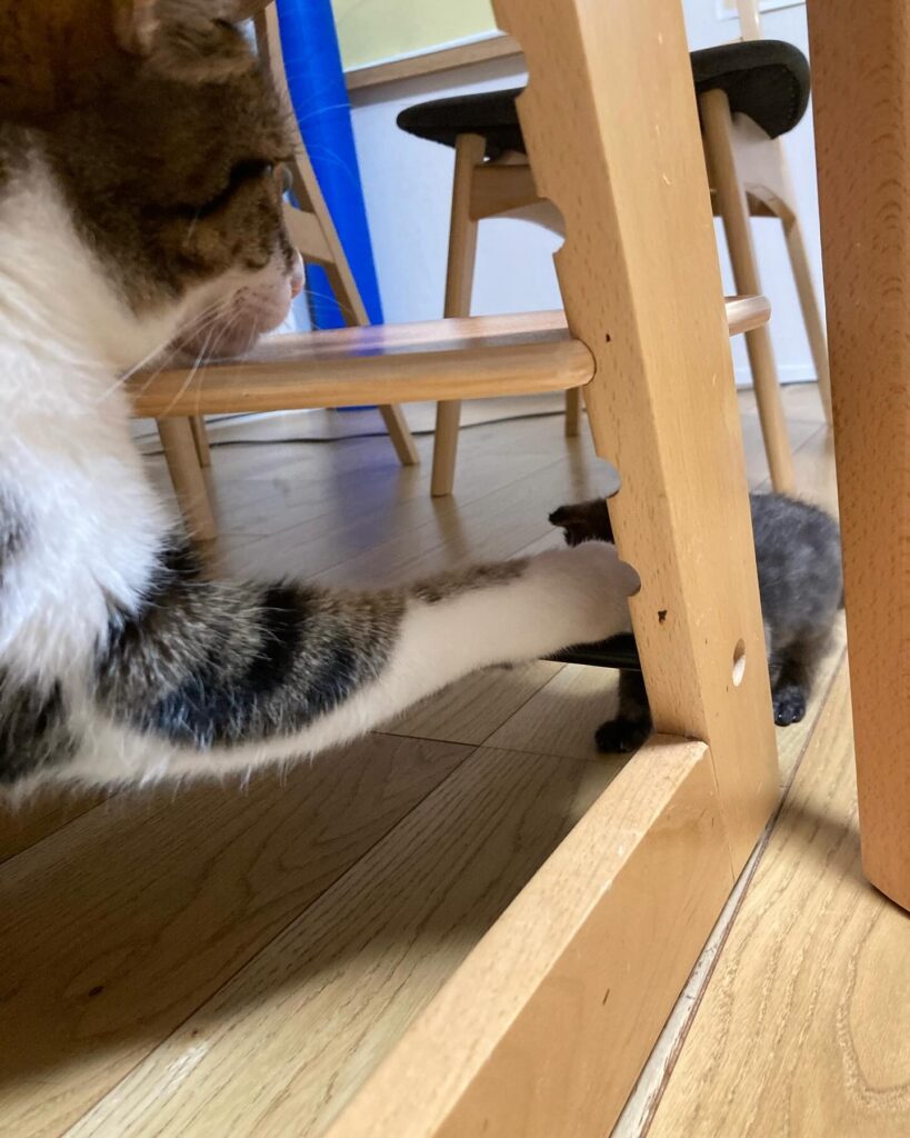 【愛猫三男】子猫が家族になりました