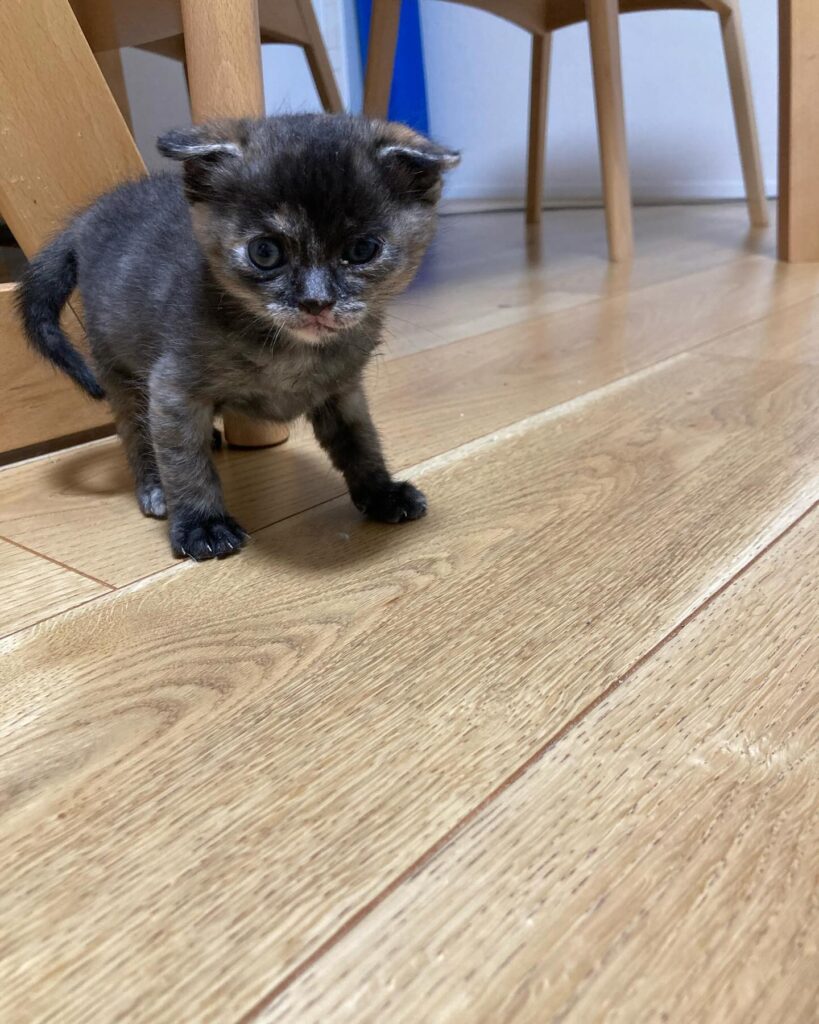 【愛猫三男】子猫が家族になりました