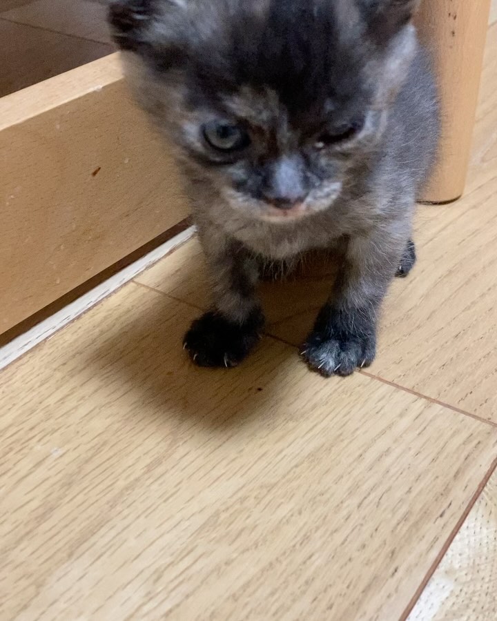 【愛猫三男】子猫が家族になりました