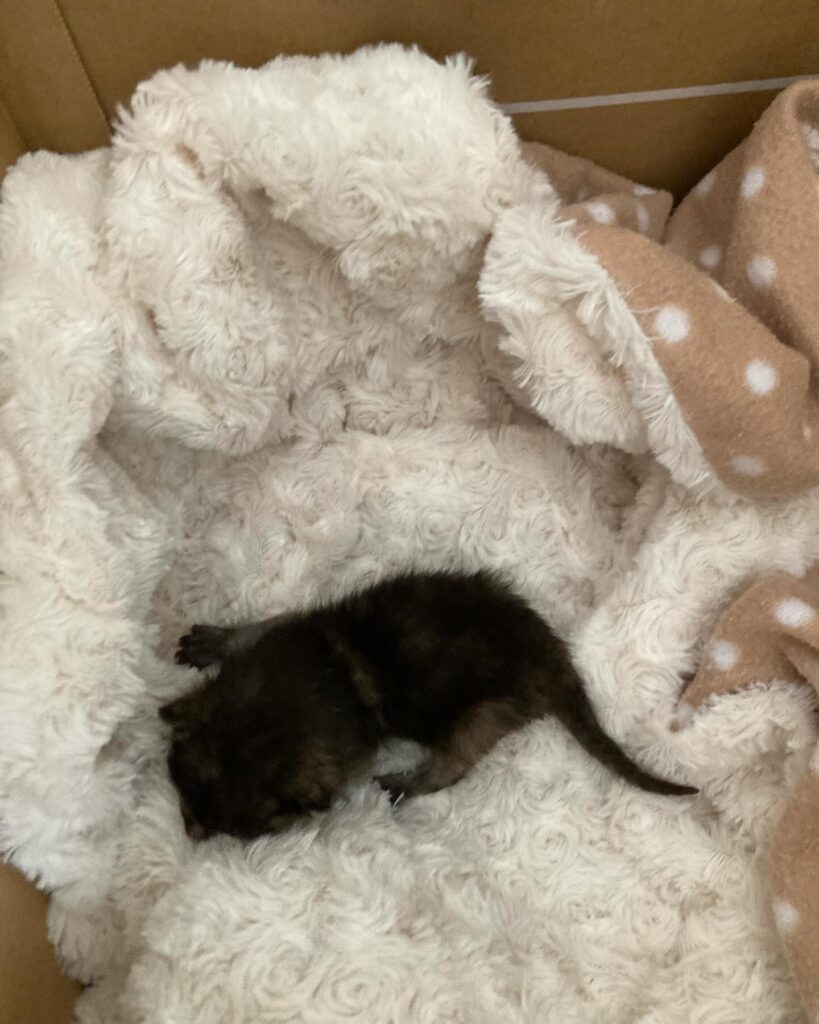 【愛猫三男】子猫が家族になりました