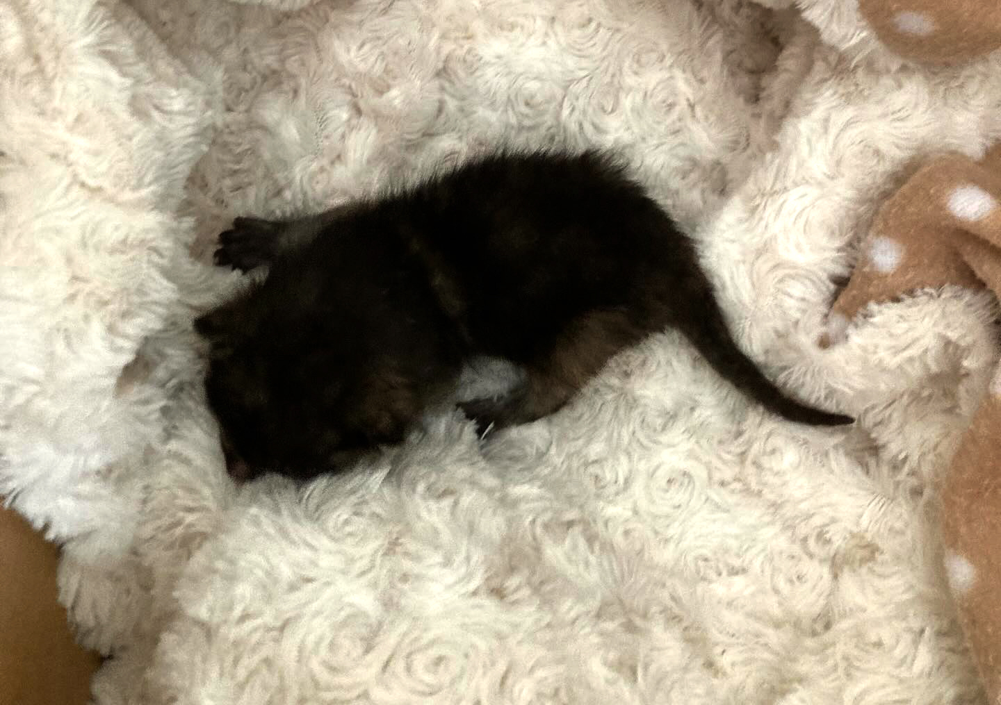 【愛猫三男】子猫が家族になりました