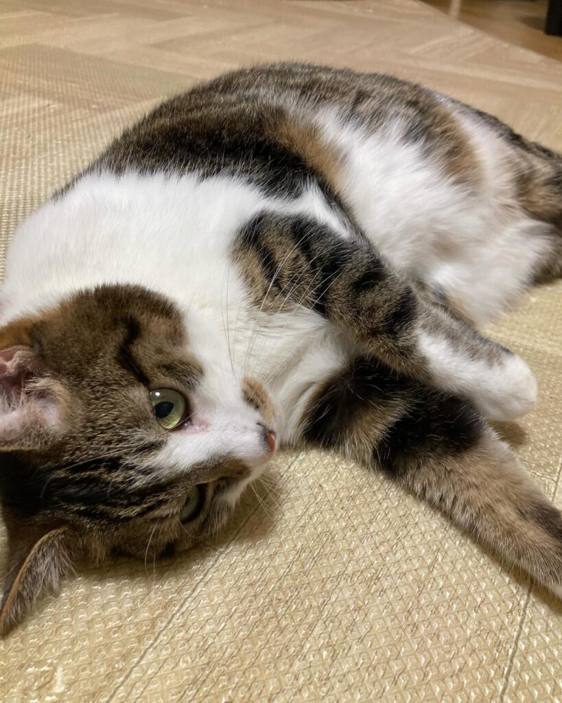 【愛猫ちくわ】減量中だからちゅーるは我慢