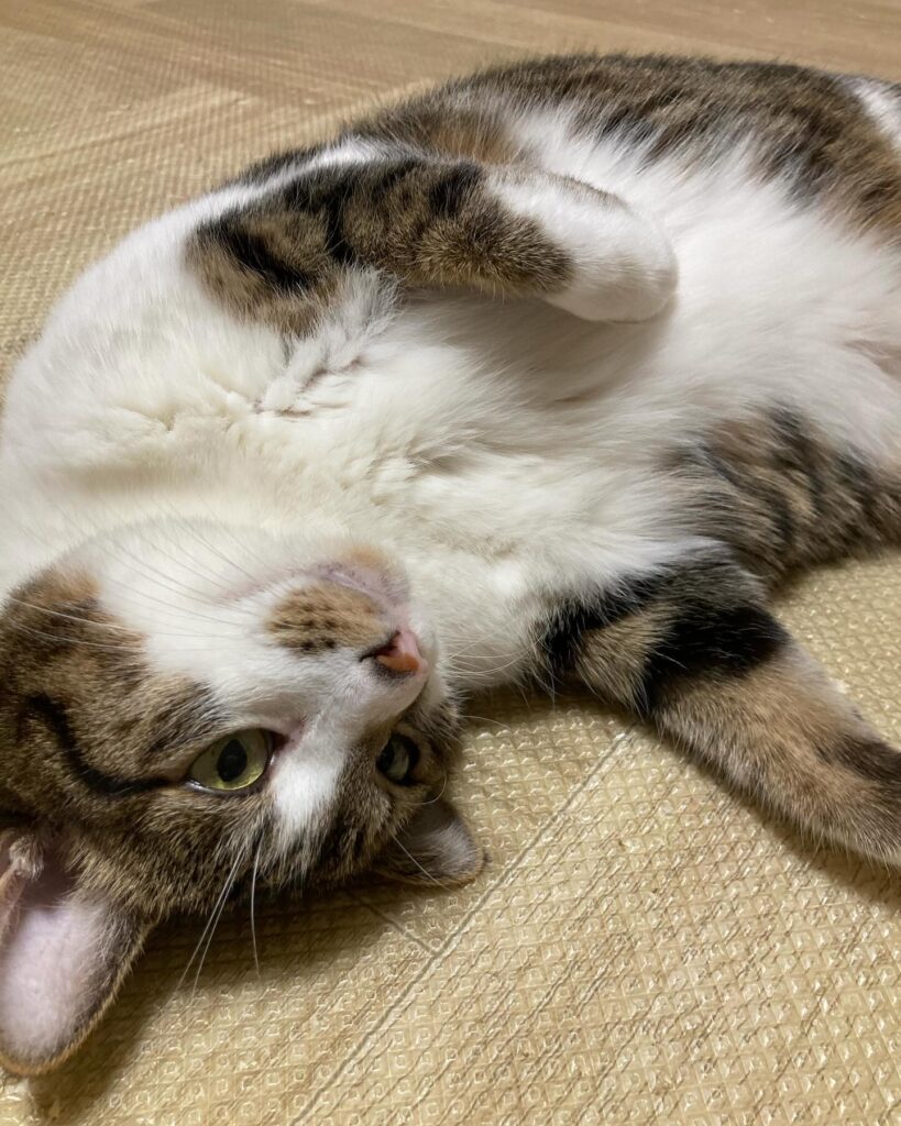 【愛猫ちくわ】減量中だからちゅーるは我慢