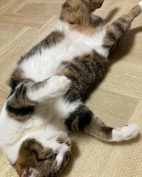 【愛猫ちくわ】減量中だからちゅーるは我慢