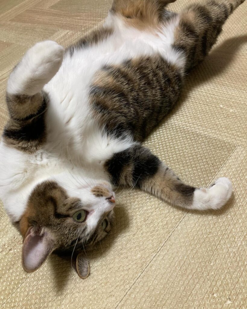 【愛猫ちくわ】減量中だからちゅーるは我慢