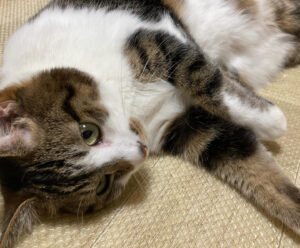 【愛猫ちくわ】減量中だからちゅーるは我慢