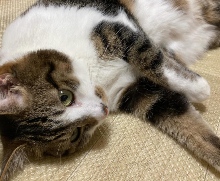 【愛猫ちくわ】減量中だからちゅーるは我慢