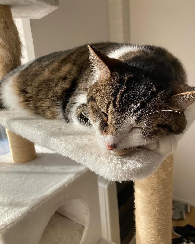 【愛猫ちくわ】我が家の長男ちくわ君、体調回復！