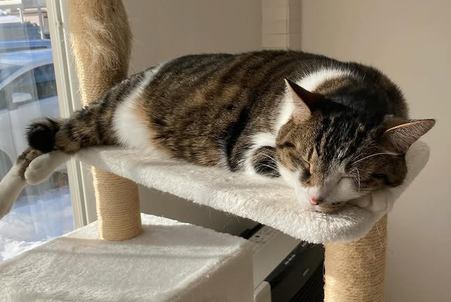 【愛猫ちくわ】我が家の長男ちくわ君、体調回復！