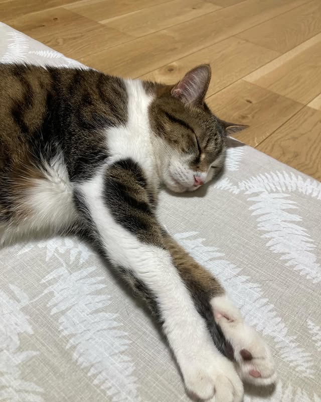 【愛猫ちくわ】元気になれよ〜長男ちくわと添い寝する