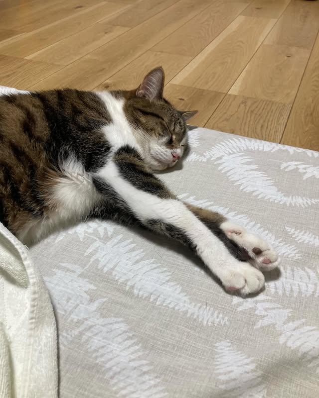 【愛猫ちくわ】元気になれよ〜長男ちくわと添い寝する