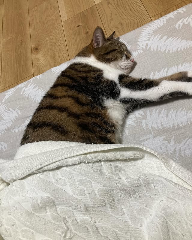 【愛猫ちくわ】元気になれよ〜長男ちくわと添い寝する