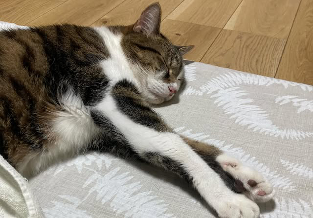 【愛猫ちくわ】元気になれよ〜長男ちくわと添い寝する